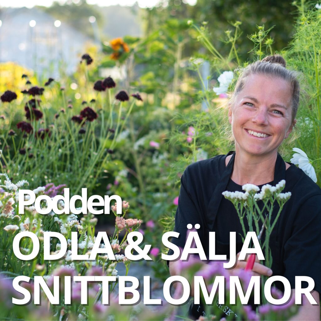 podd odla och sälja snittblommor