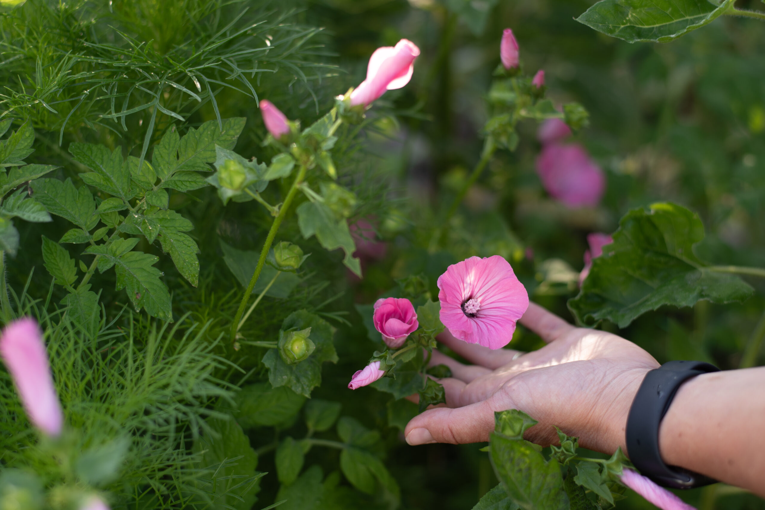 Mina 5 mest lönsamma sommarblommor 2025